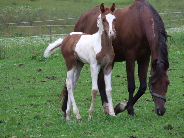 Sahib Ibn Azal als Fohlen